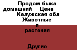 Продам быка домашний  › Цена ­ 60 000 - Калужская обл. Животные и растения » Другие животные   